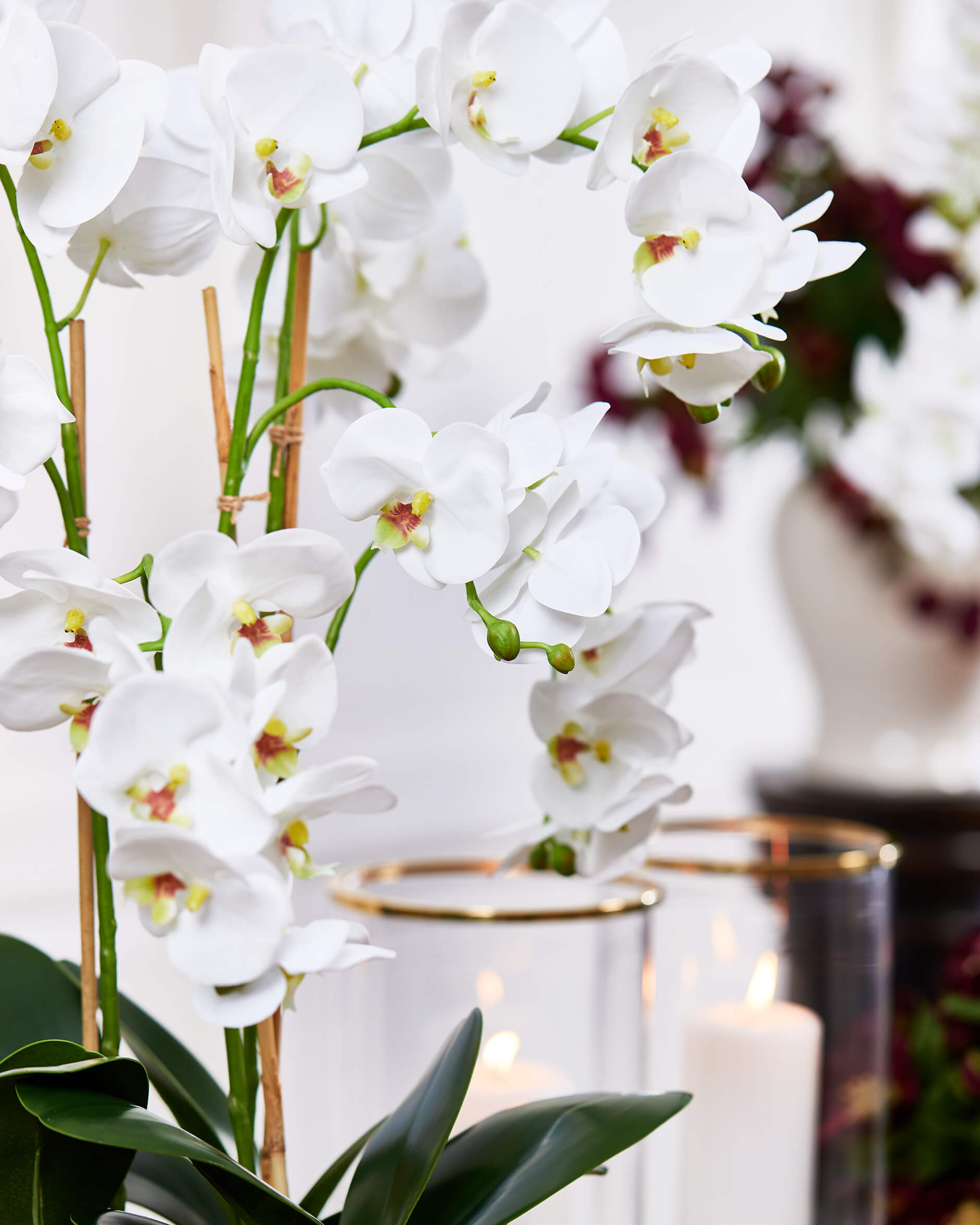 Orkidé krukväxt vit