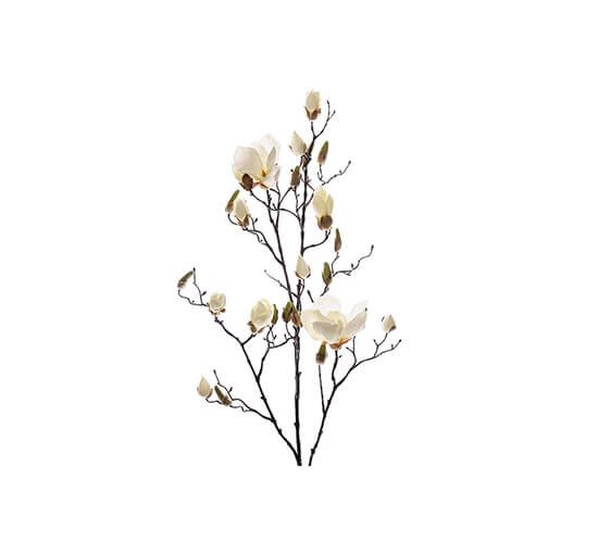 Hvid - Magnolia – afskåret blomst i hvid