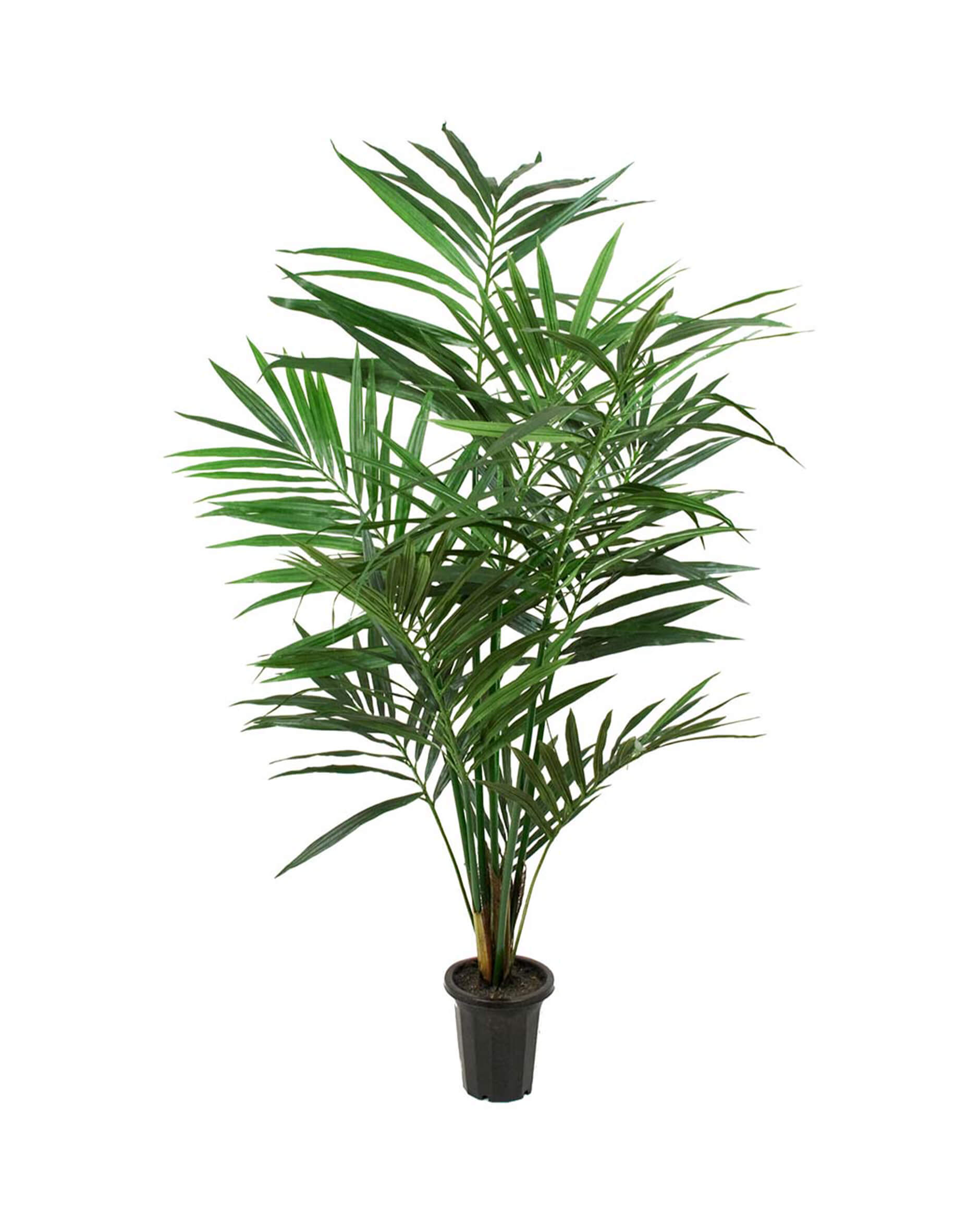 Kentia Palm Tree