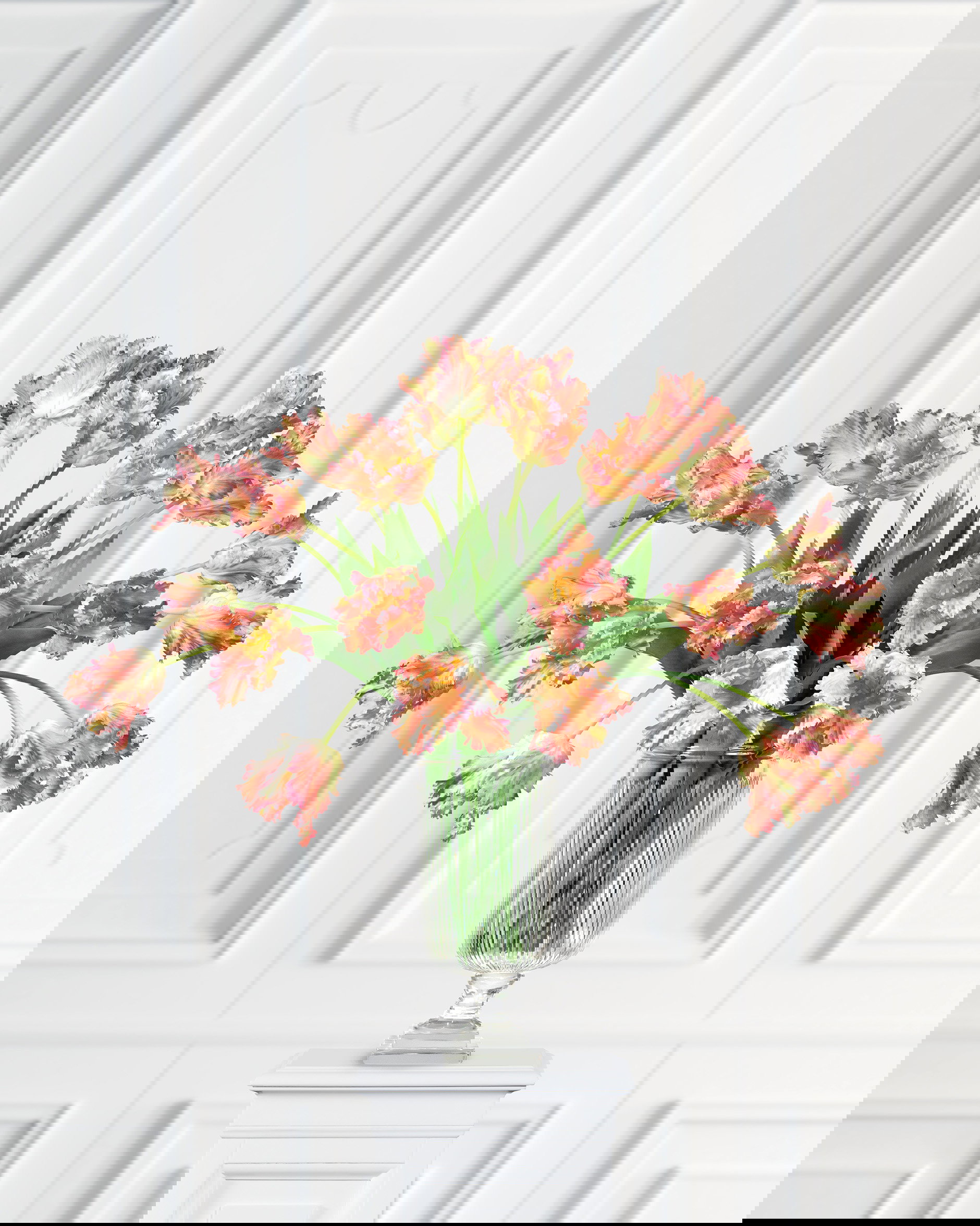 Papegojtulpan snittblomma lila