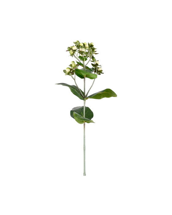 Hypericum afskåret blomst creme