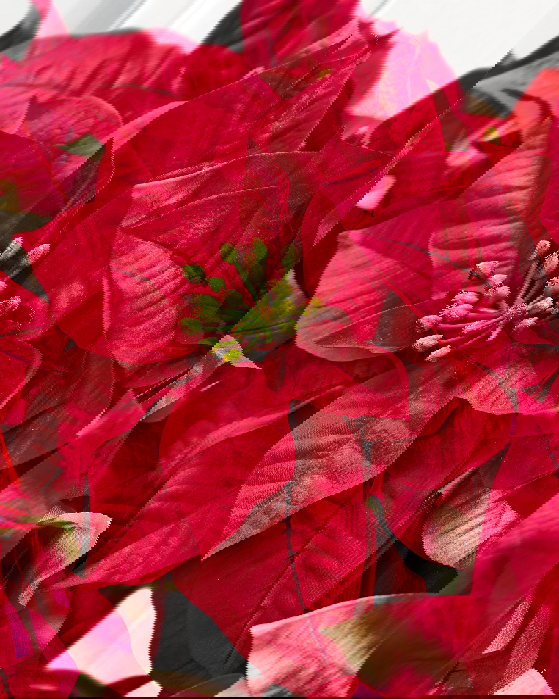 Poinsettia Cut Flower Red