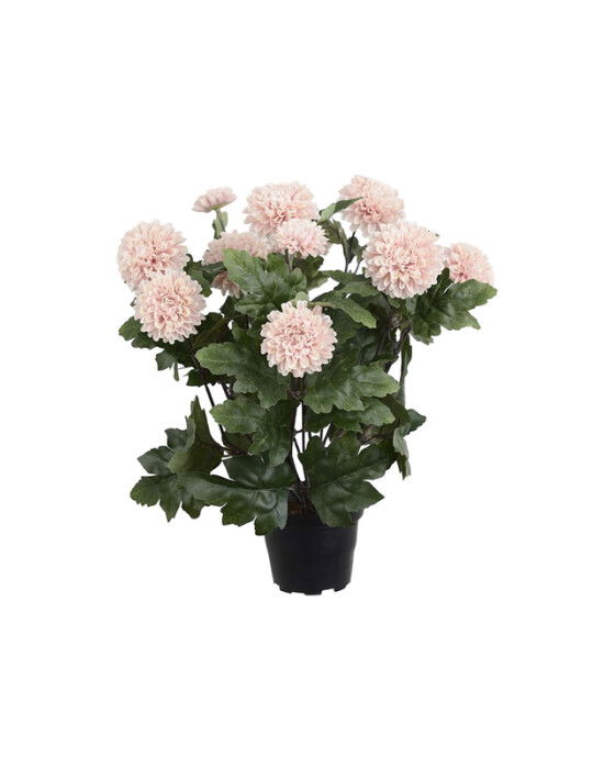 Krysantemum potteplante rosa