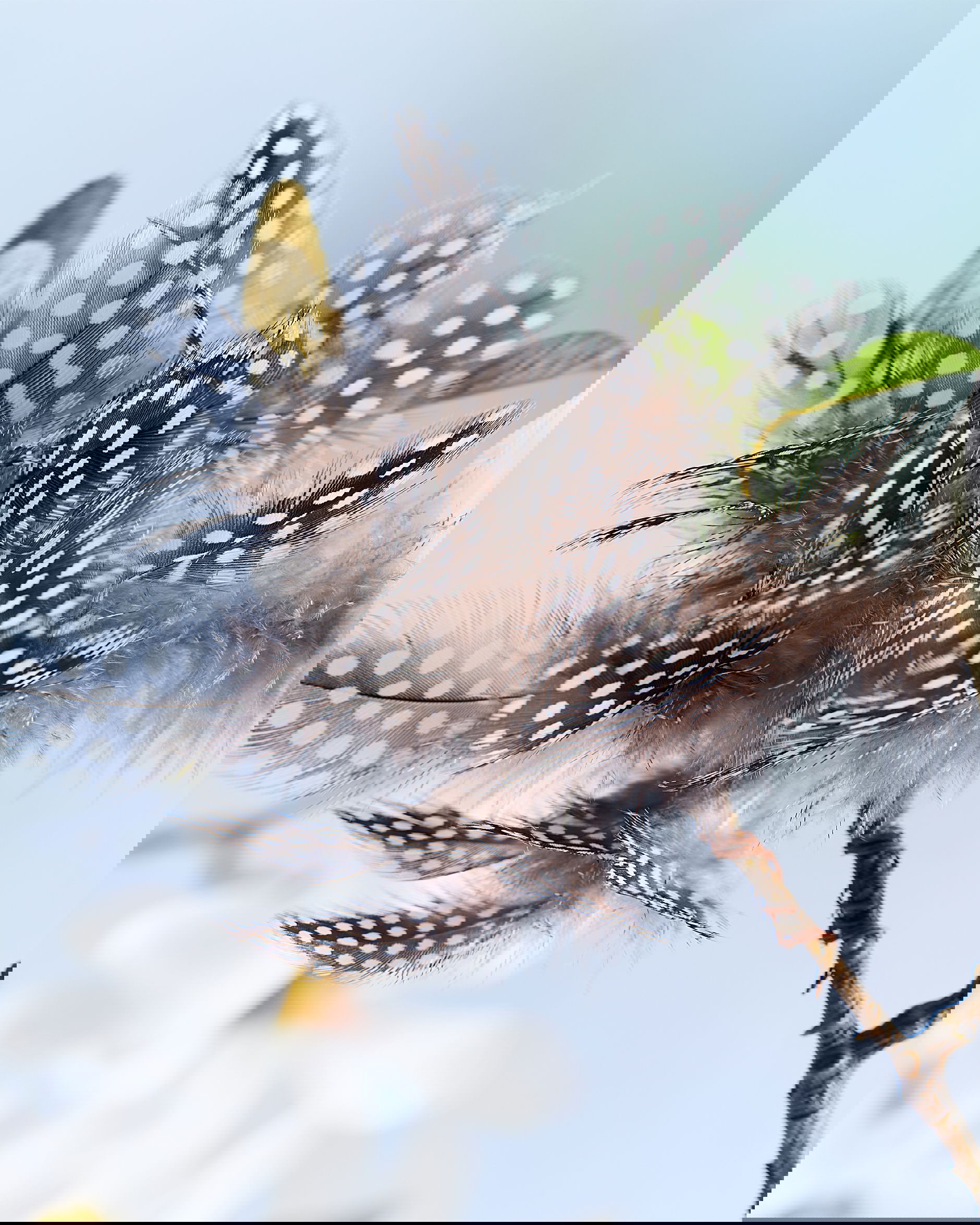 Pärlhöna påskfjädrar