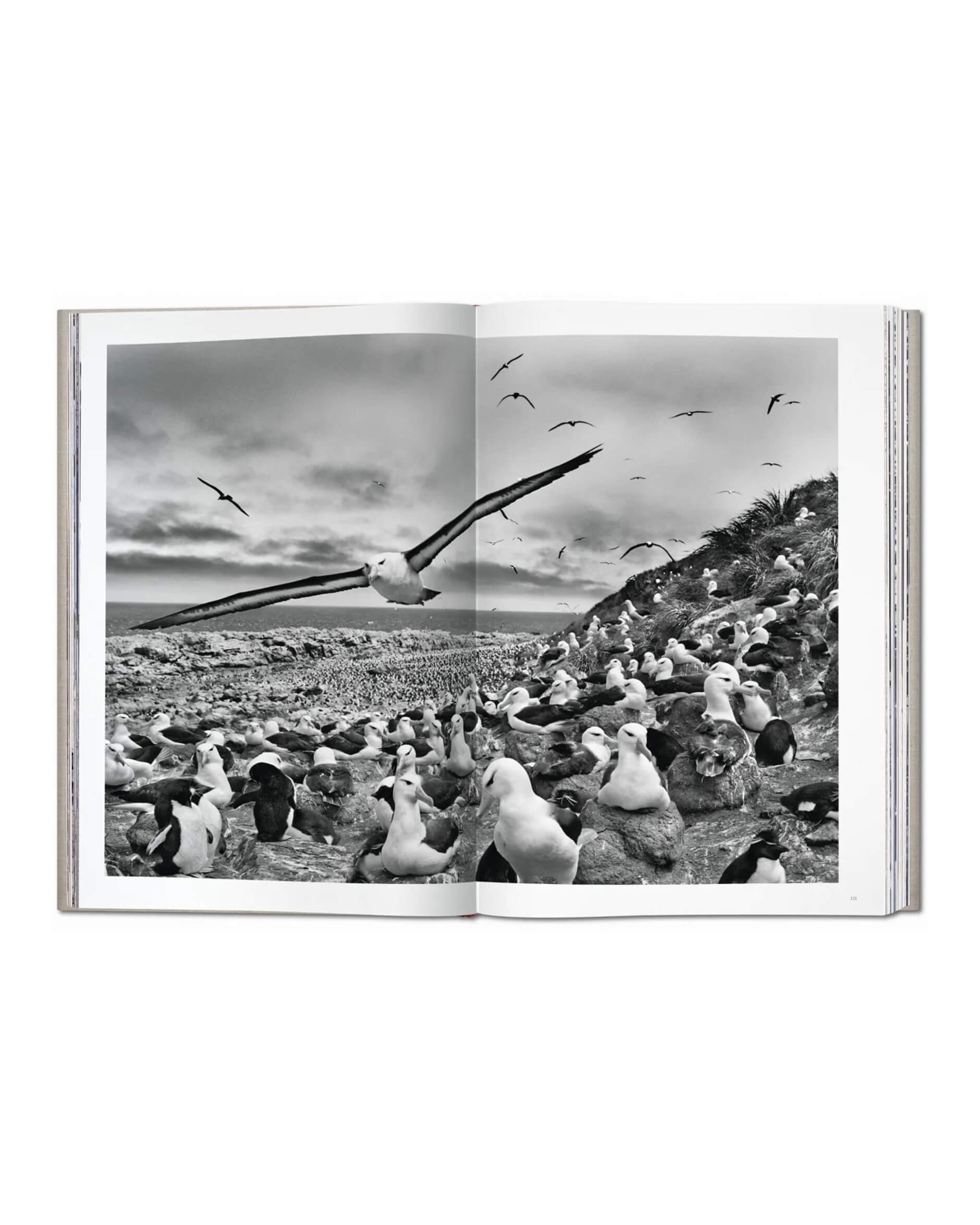 Sebastião Salgado Genesis SUMO