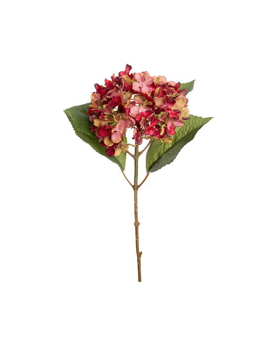 Hydrangea cut flower (red)
