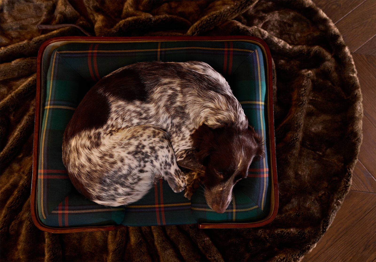 Dog beds