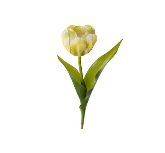 Gelb - Tulip Cut Flower White