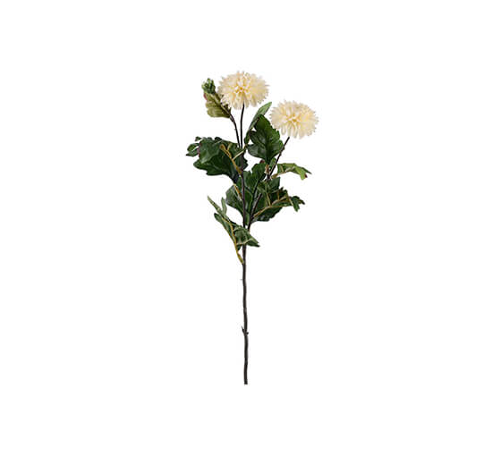 Off-white - Chrysantheme Schnittblume hellrosa