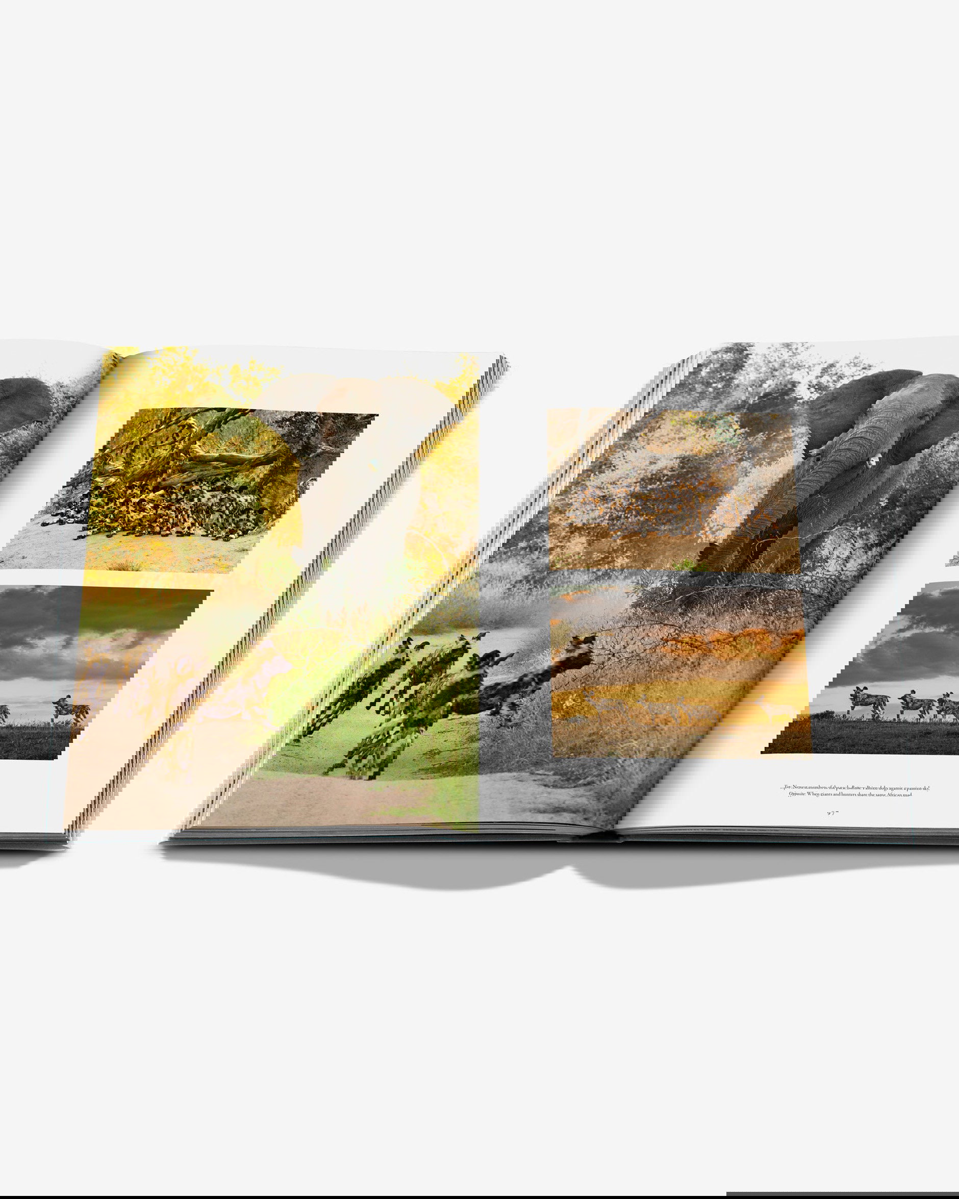 Londolozi, The Safari that Changed Everything