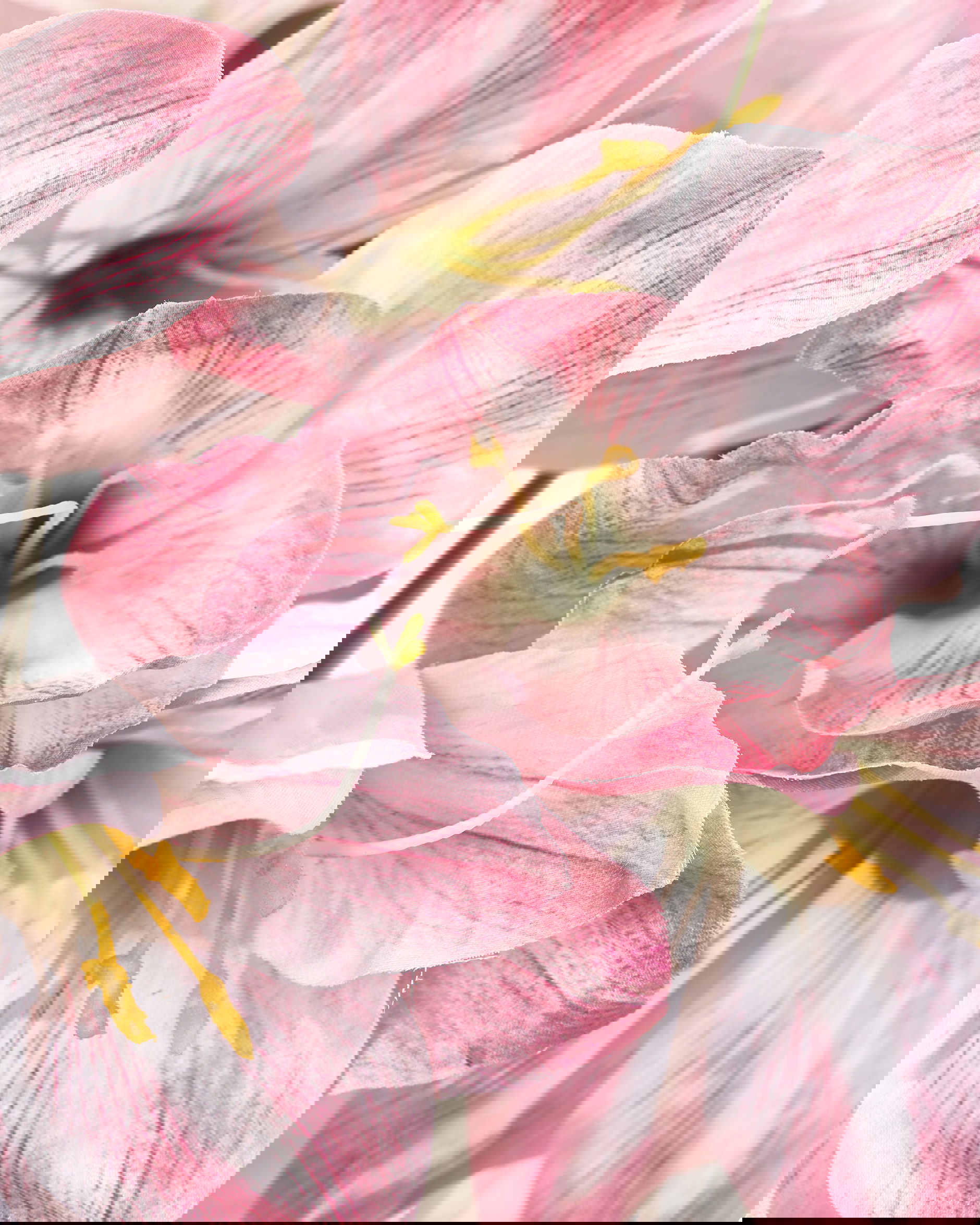 Amaryllis cut flower pink