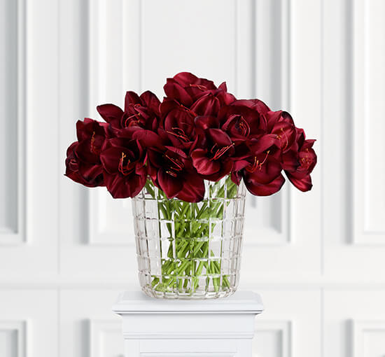 Burgundy - Amaryllis Cut Flower White