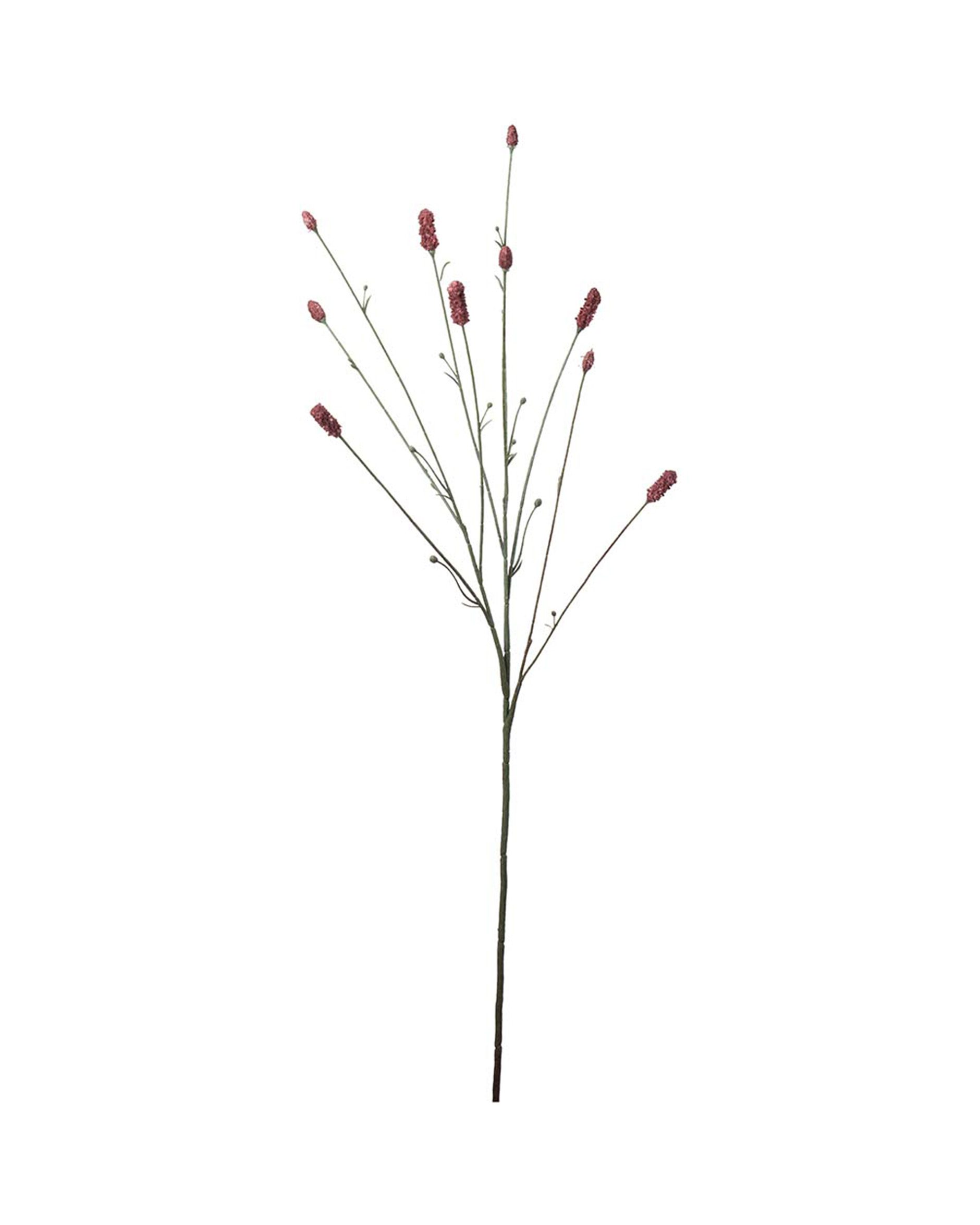 Pimpinell snittblomma burgundy