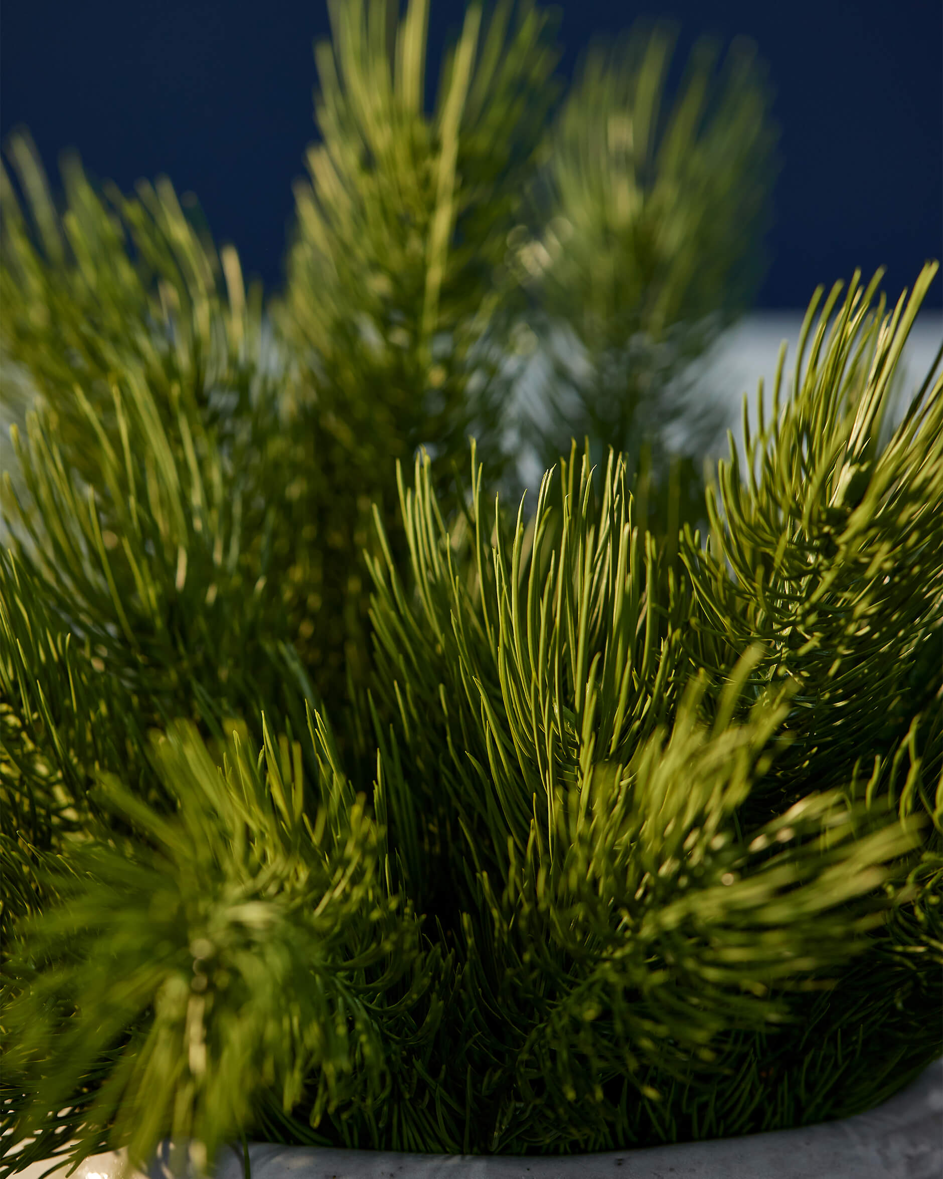 Forrest tallkvist grön