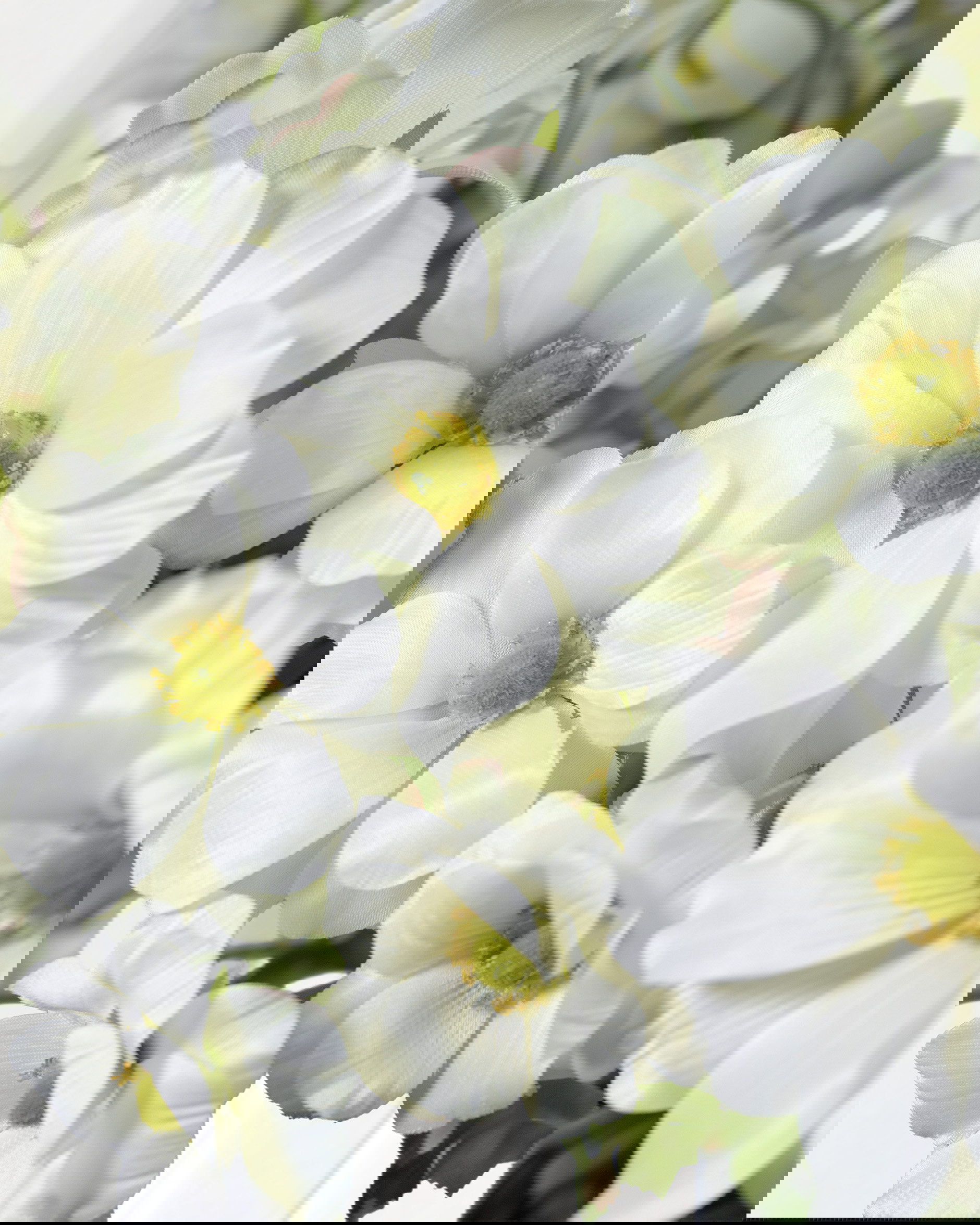 Vlinderranonkel snijbloem groen