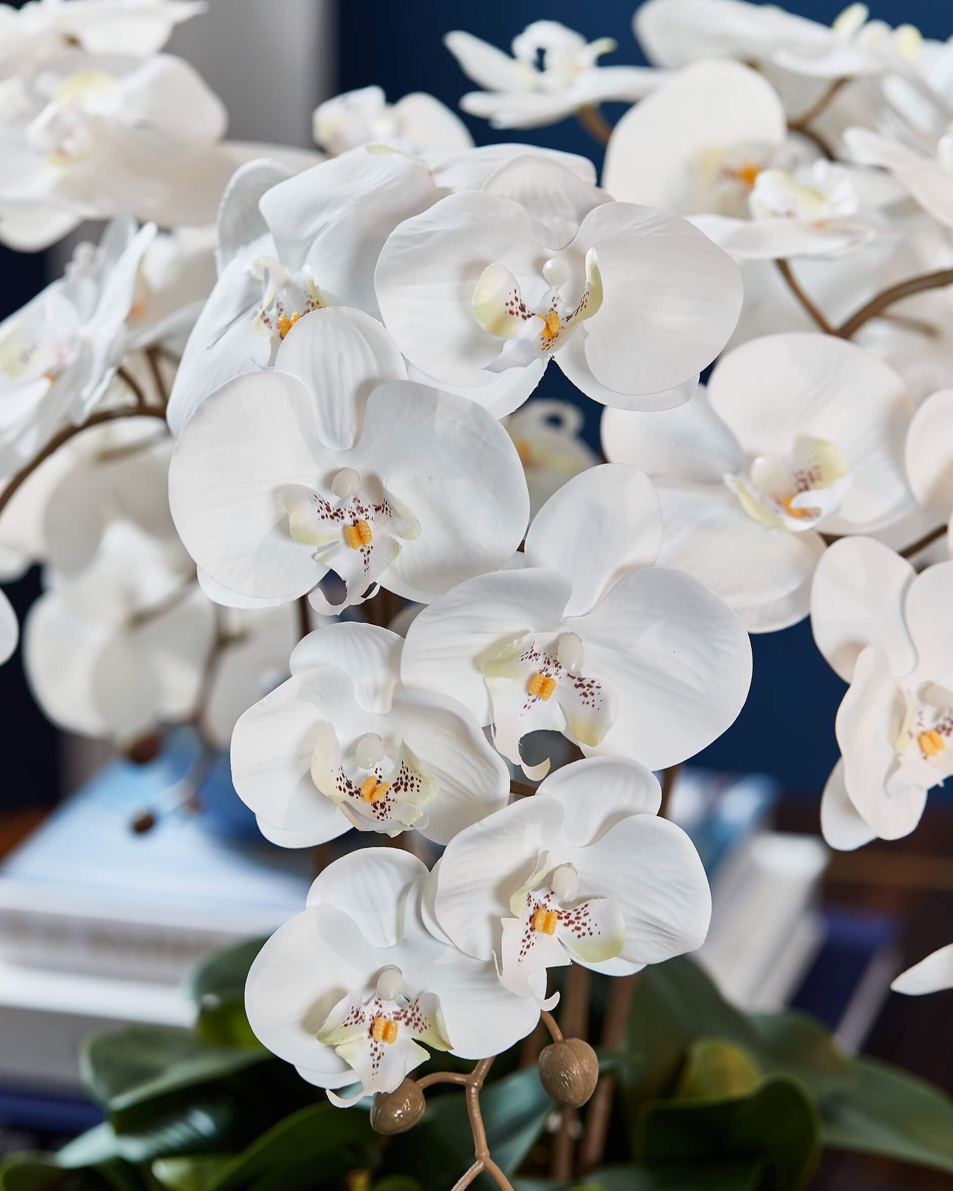 Orchidée Grandeur gåvoset