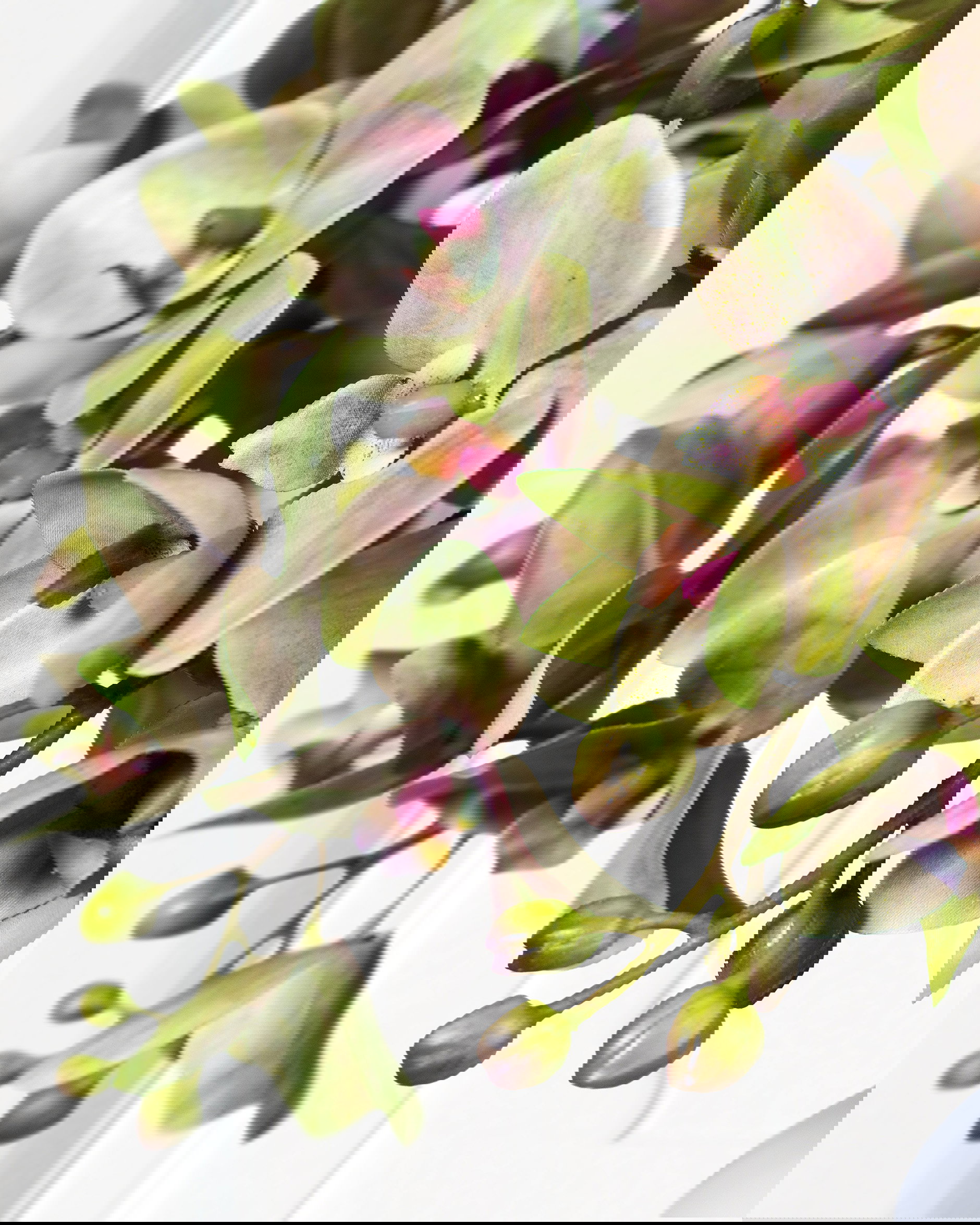 Orkidé snittblomma lila