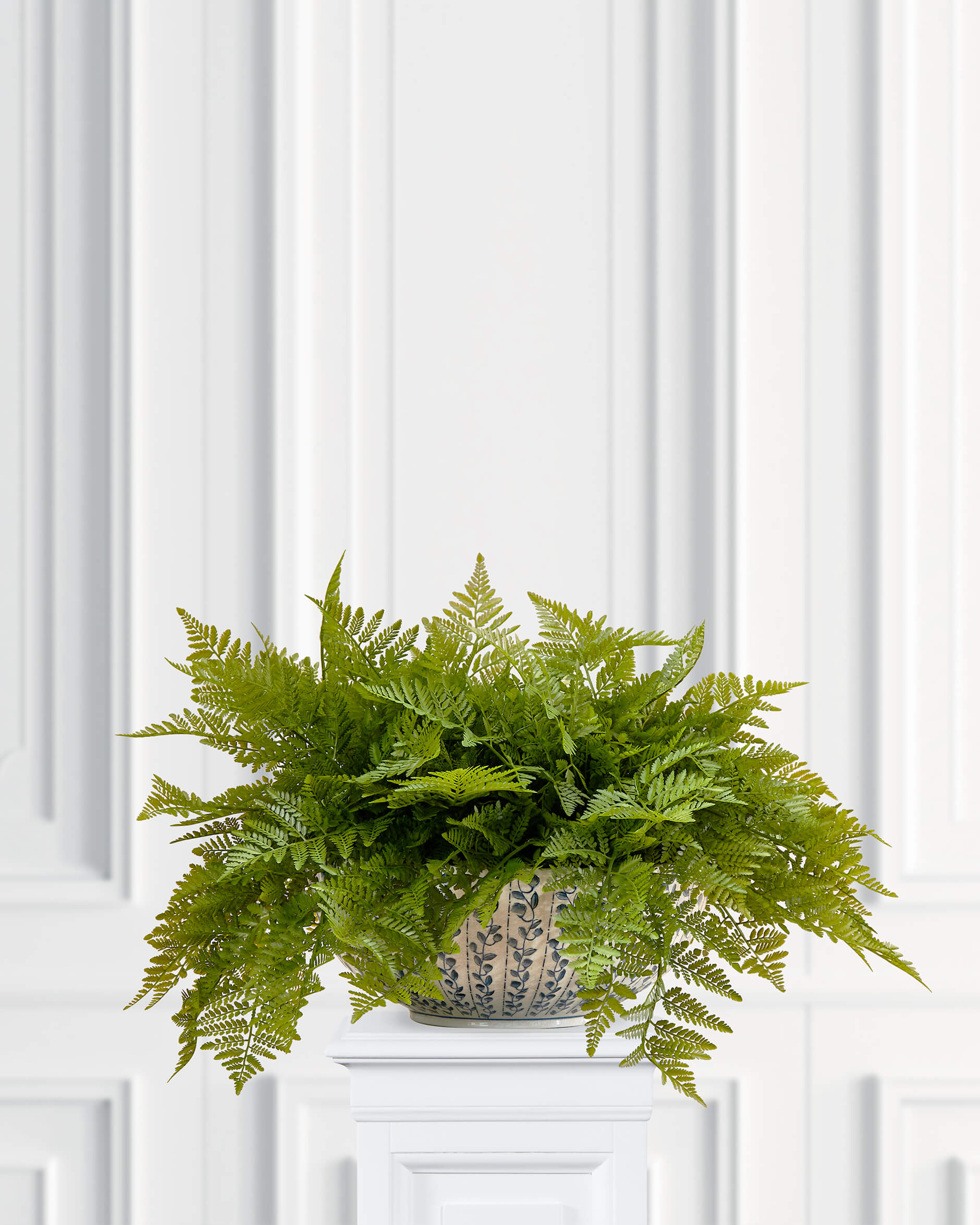 Ormbunke krukväxt grön