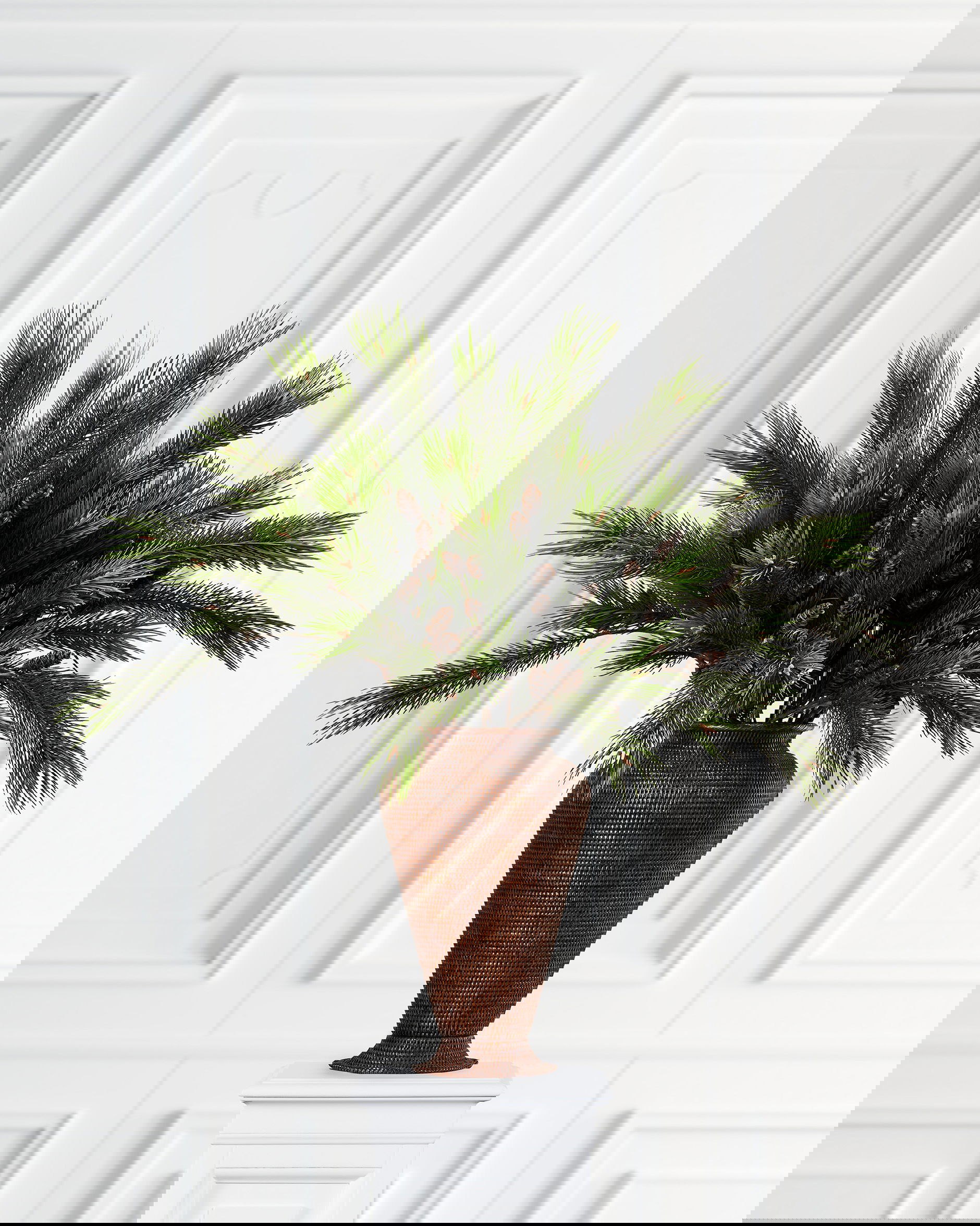 Pine branch with cones green