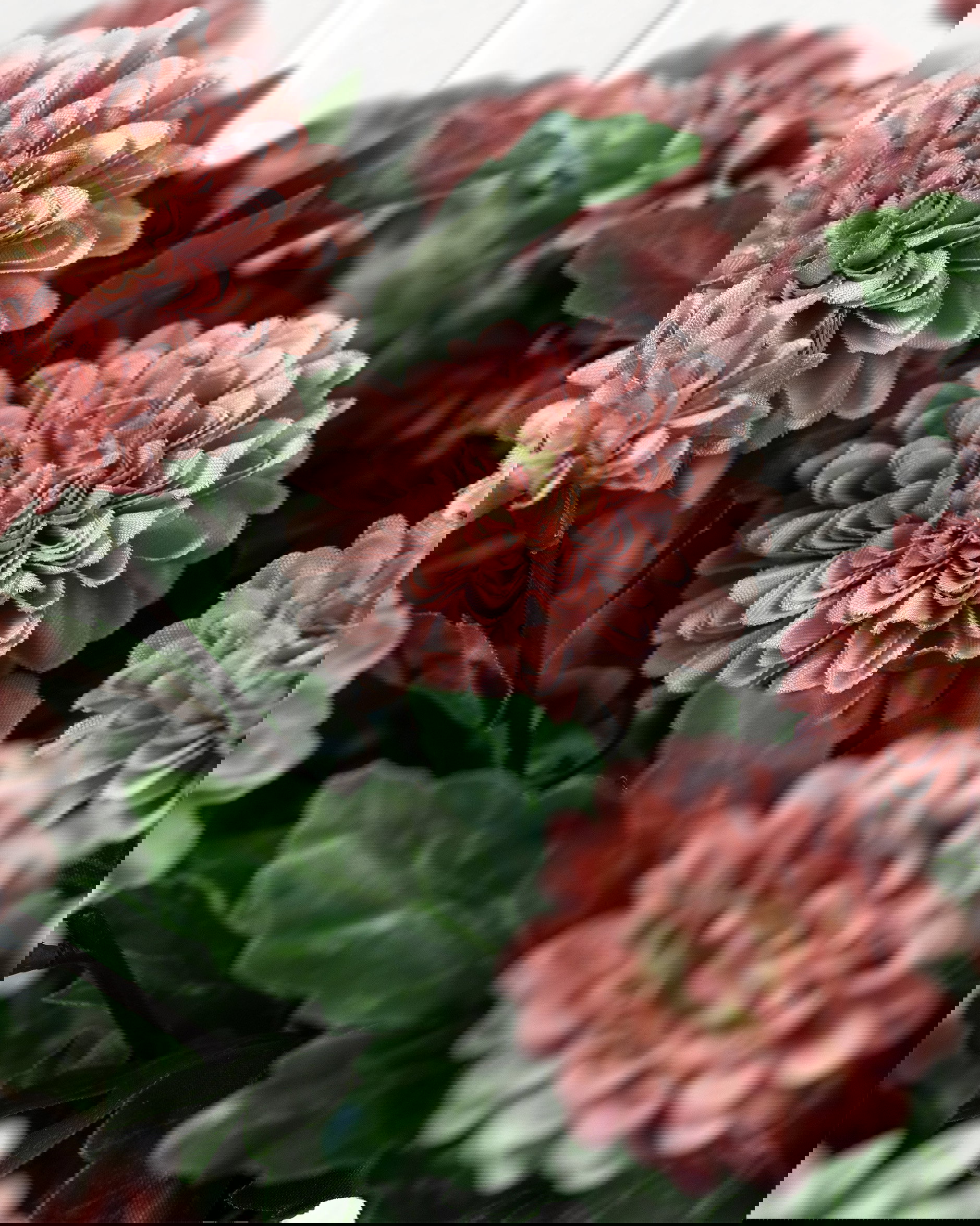 Krysantemum krukväxt mörkrosa