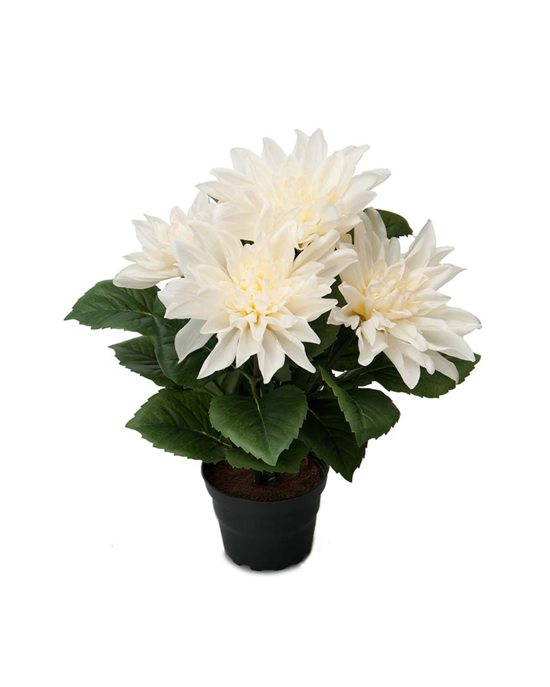 Dahlia krukväxt vit