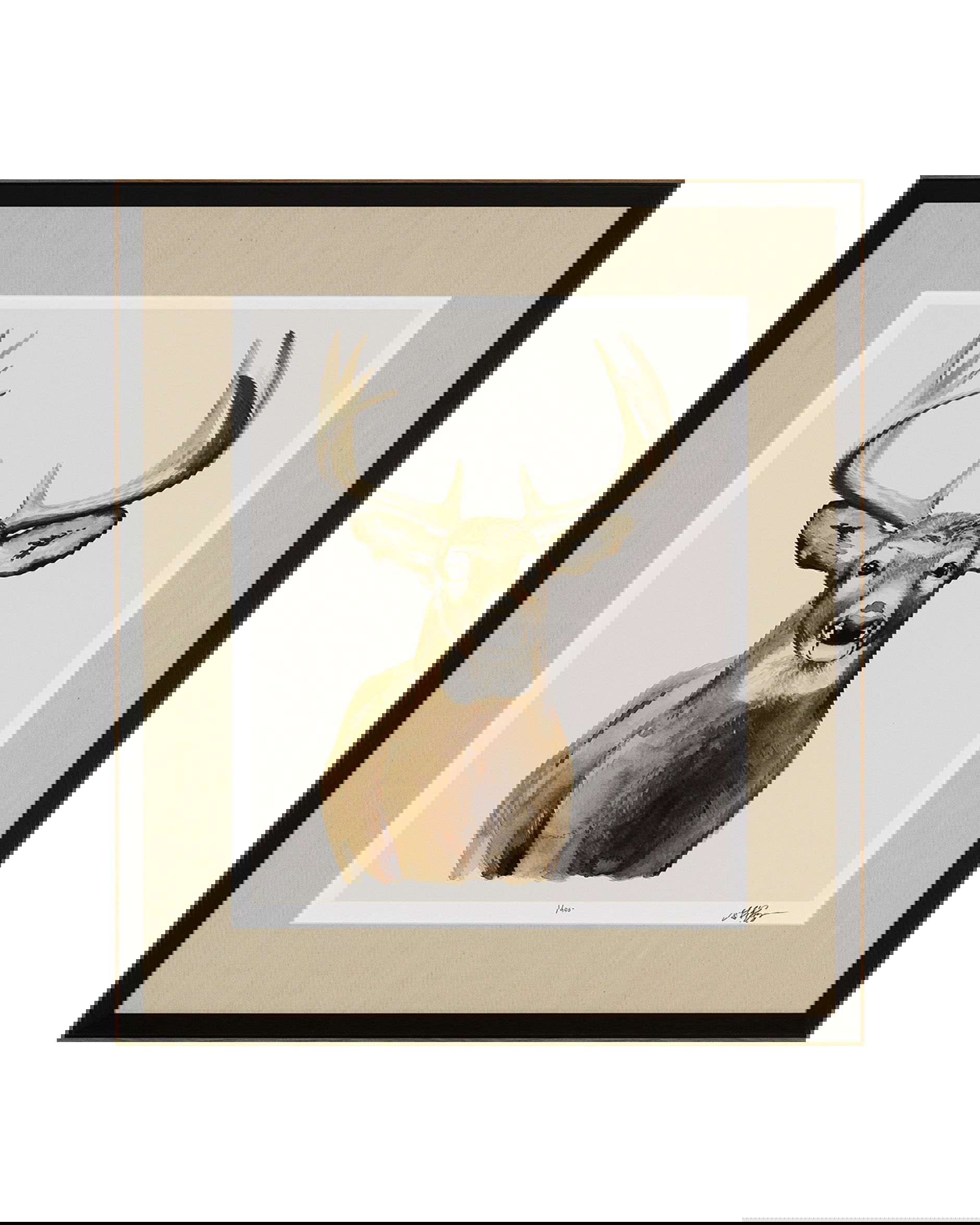 Handsome Whitetail II