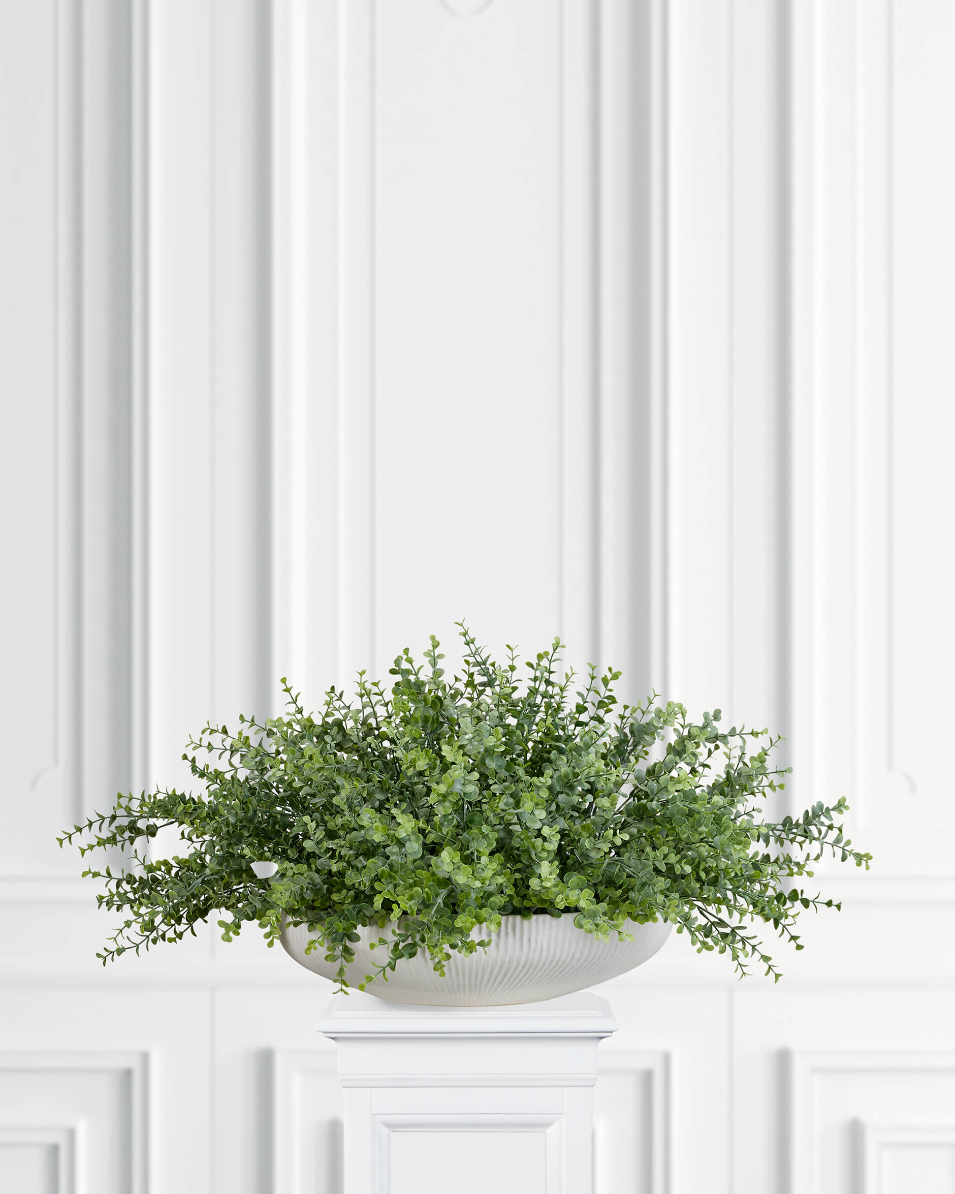 Eucalyptus Potted Plant