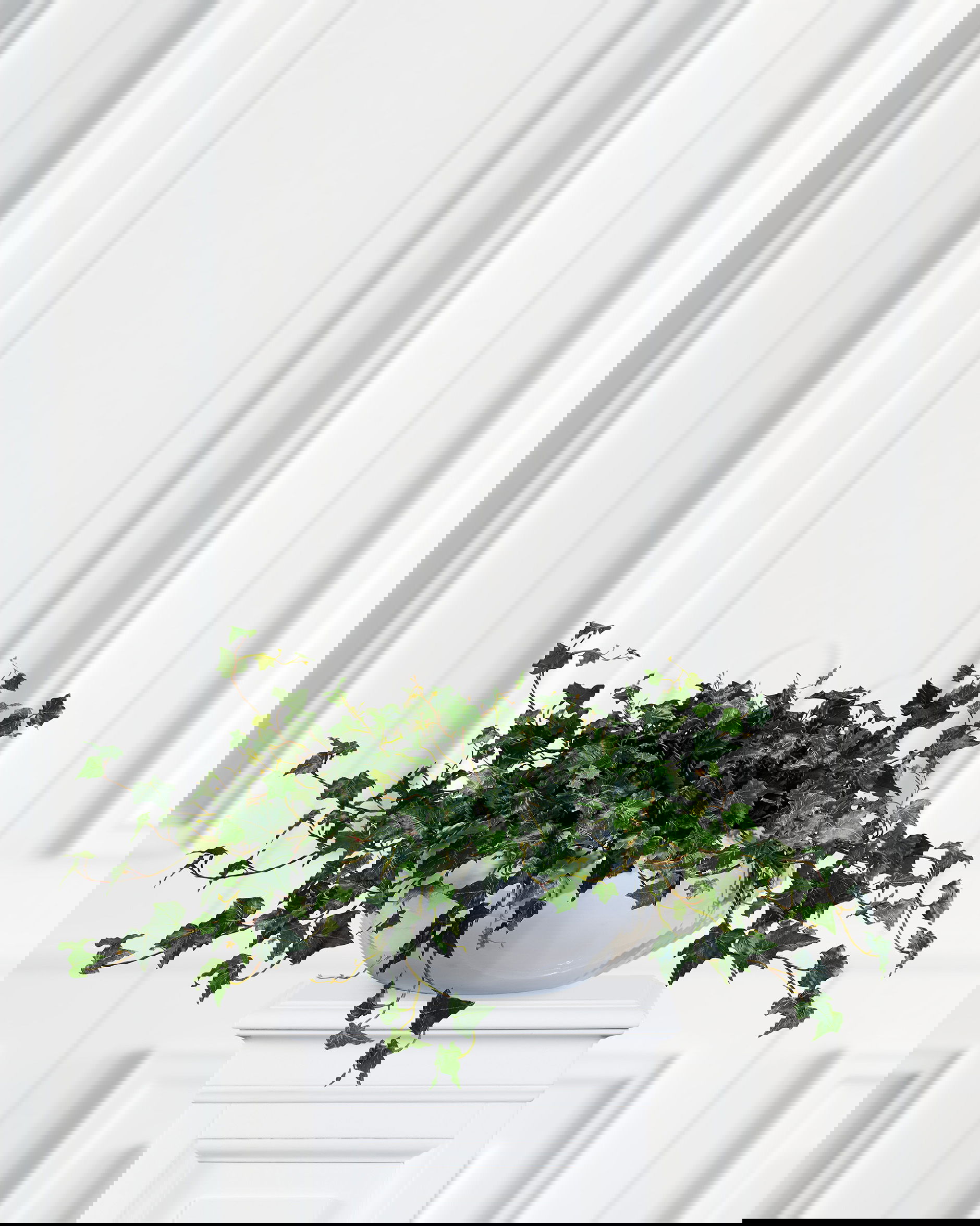 Efeu Topfpflanze grün