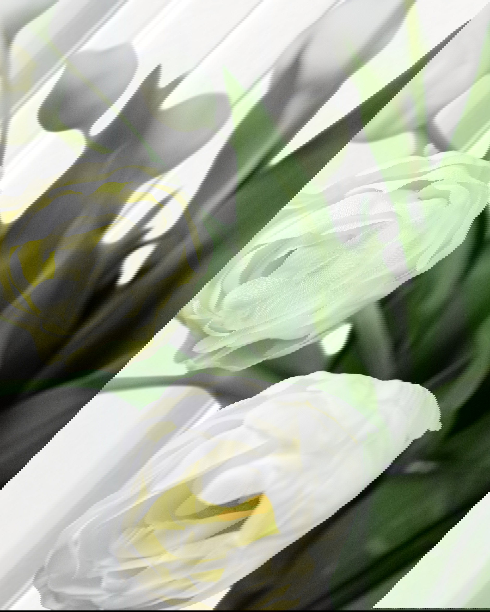 Tulpan snittblomma cream