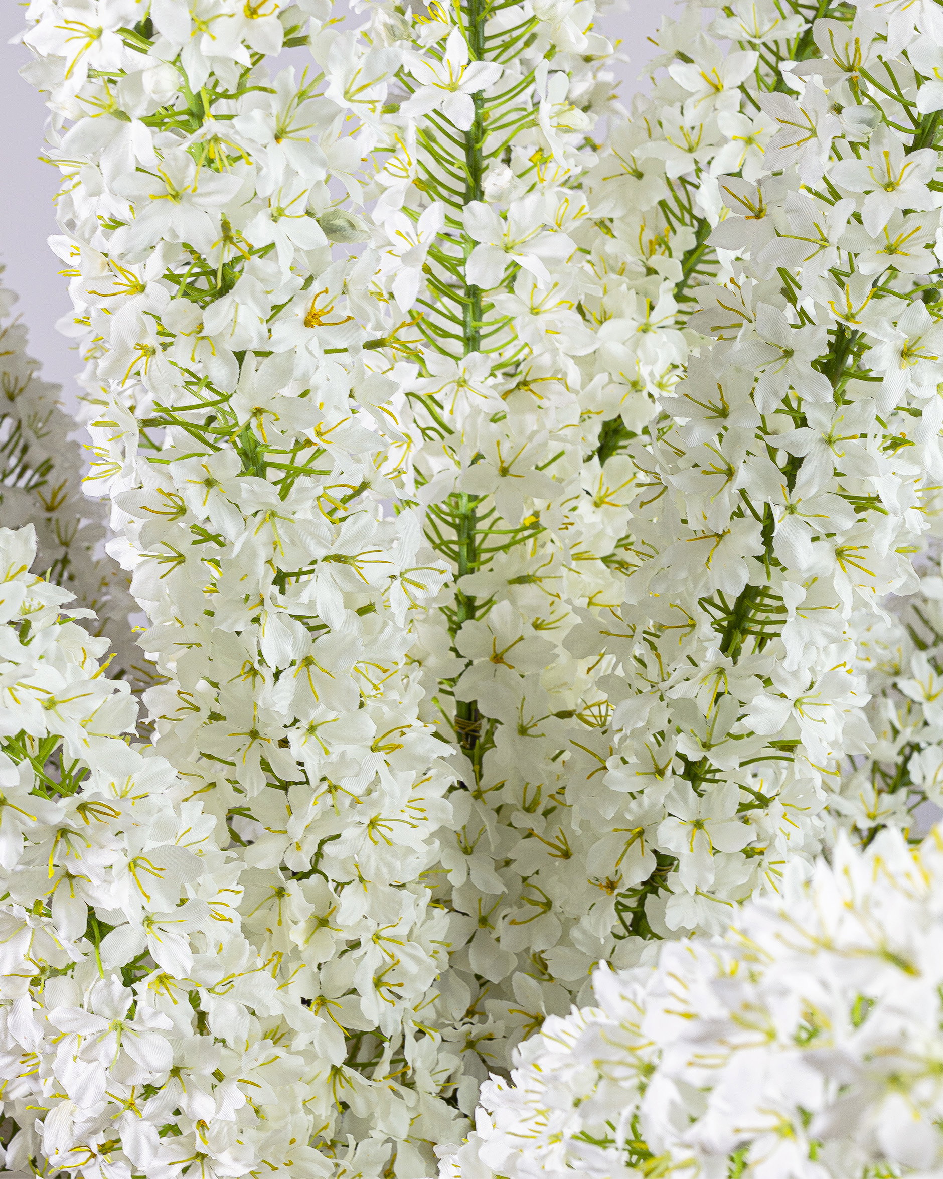 Eremurus Cut Flower White