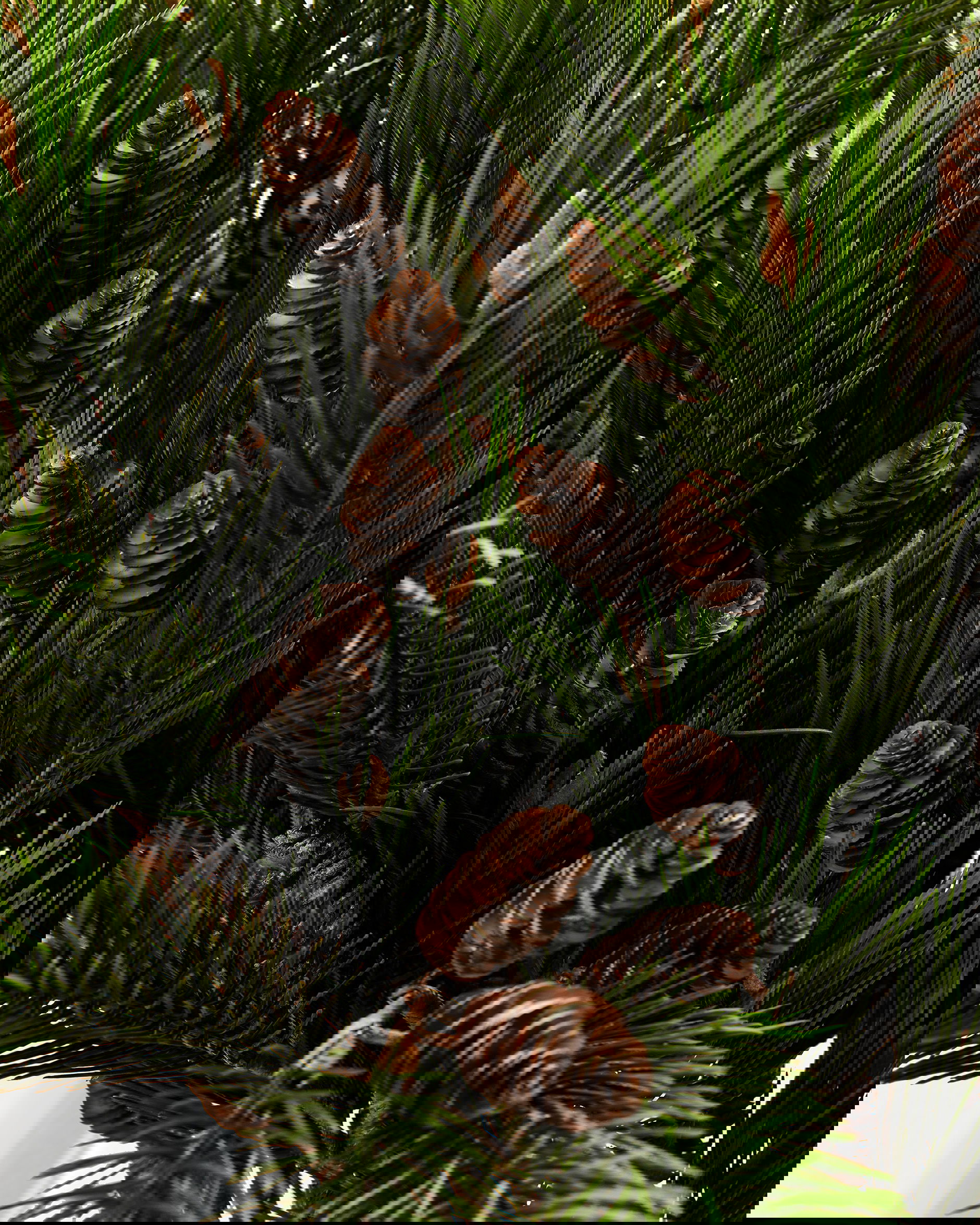 Pine branch with cones green