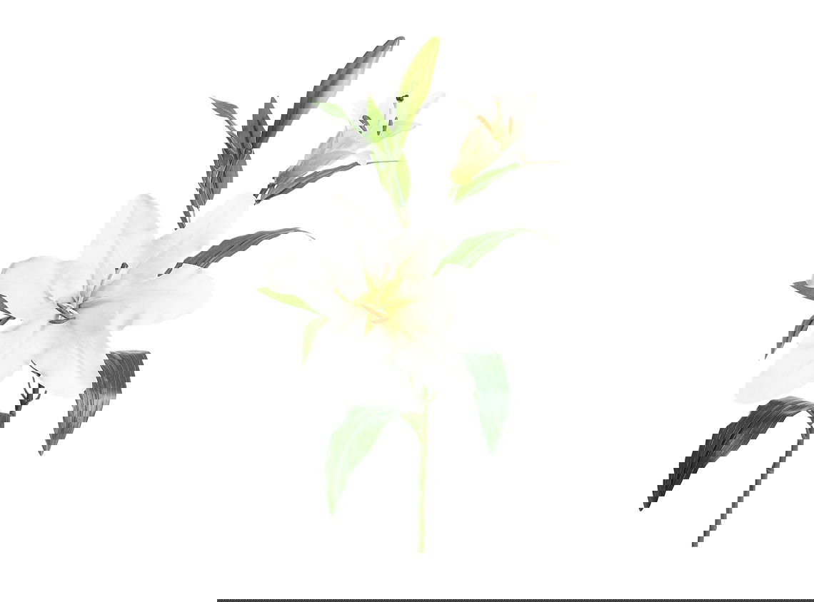 Lilja snittblomma vit