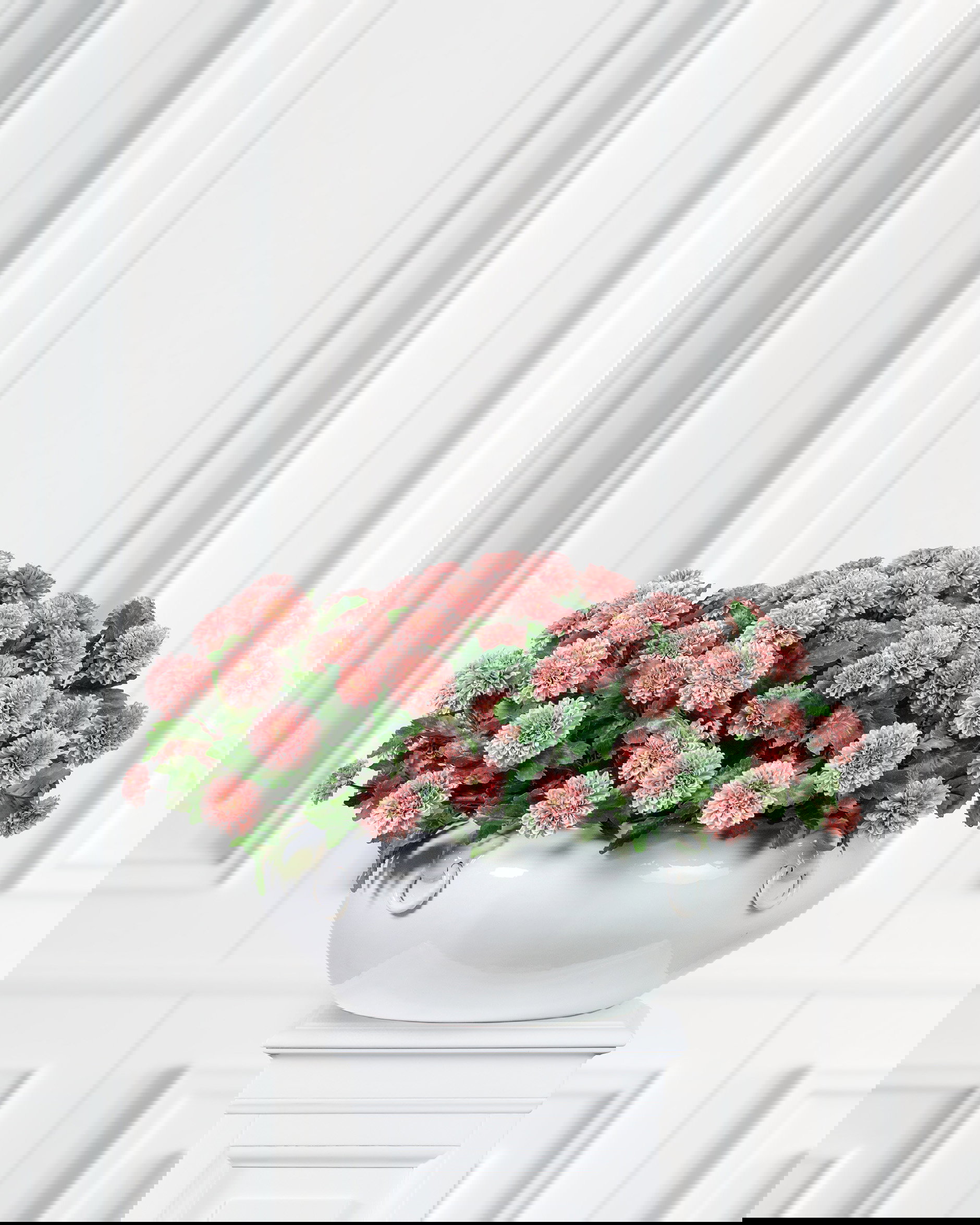 Krysantemum krukväxt mörkrosa