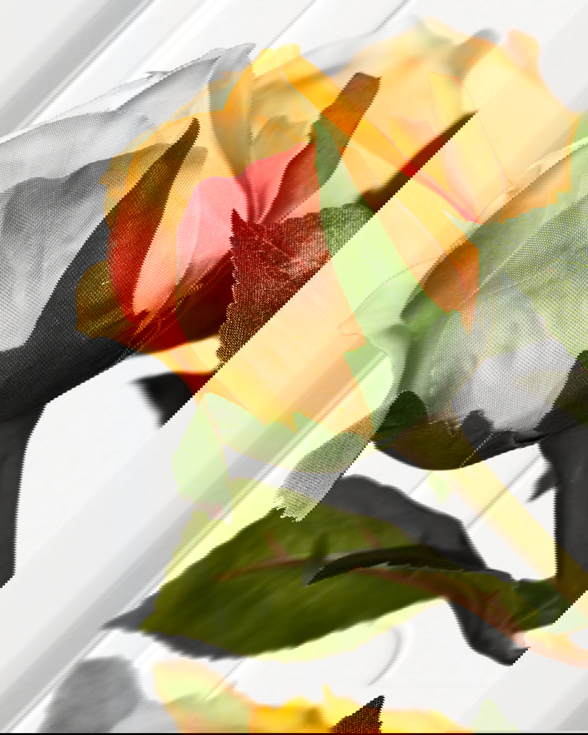 Ros snittblomma peach