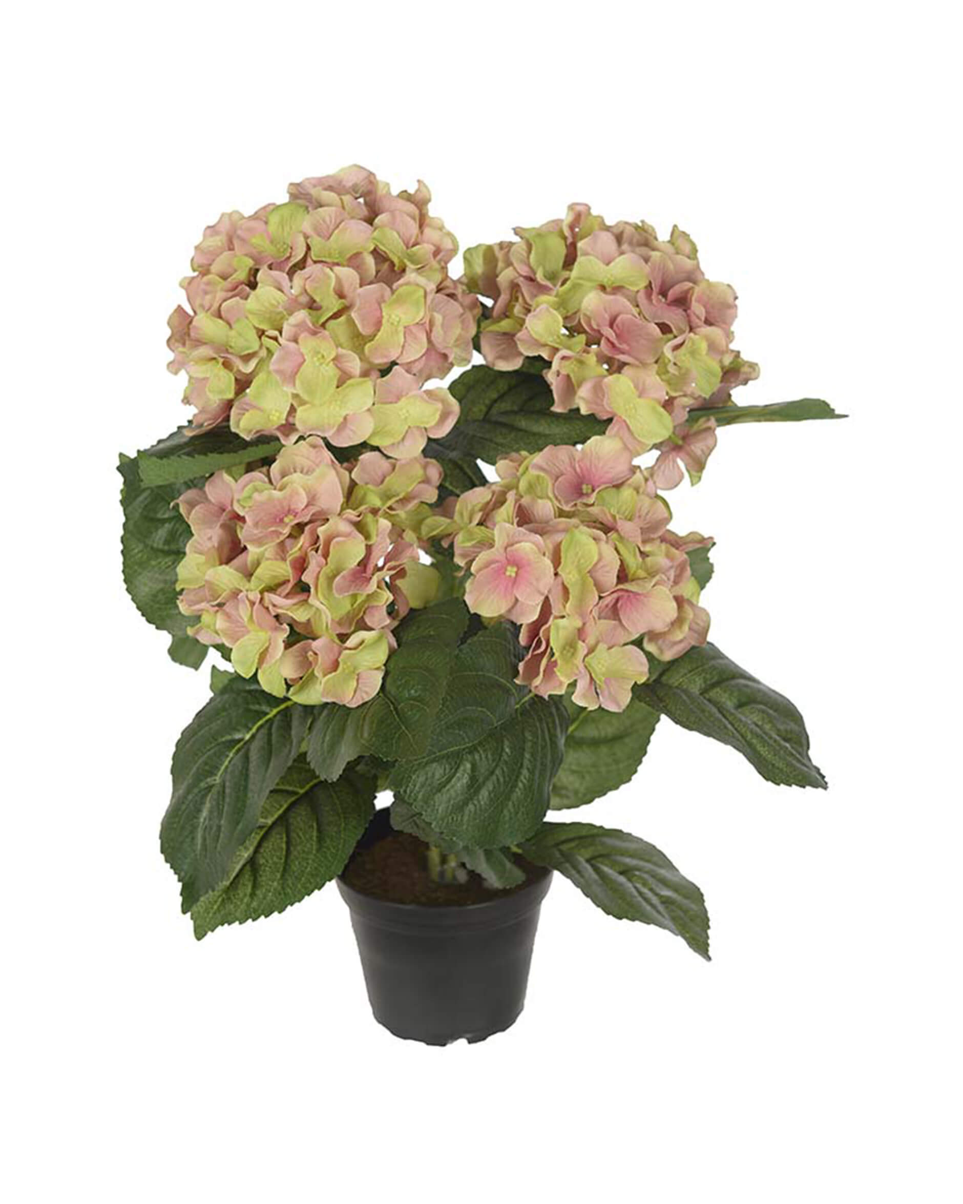 Hortensie  Zimmerpflanze rosa/grün