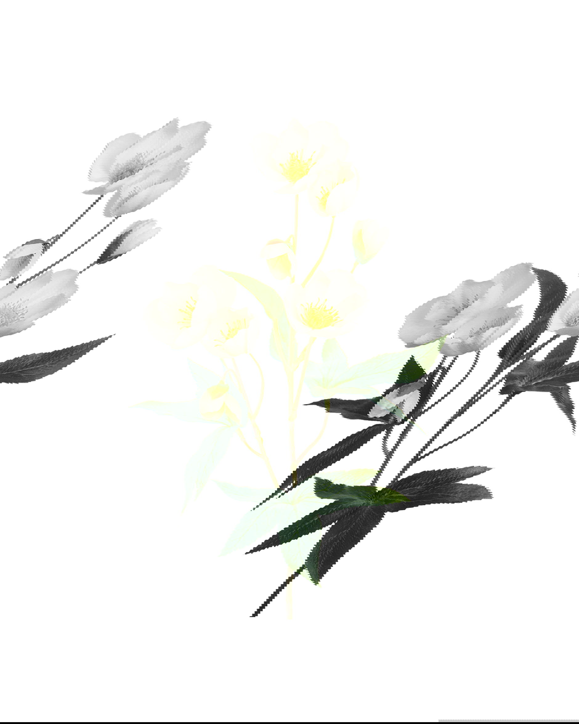 Julros snittblomma vit