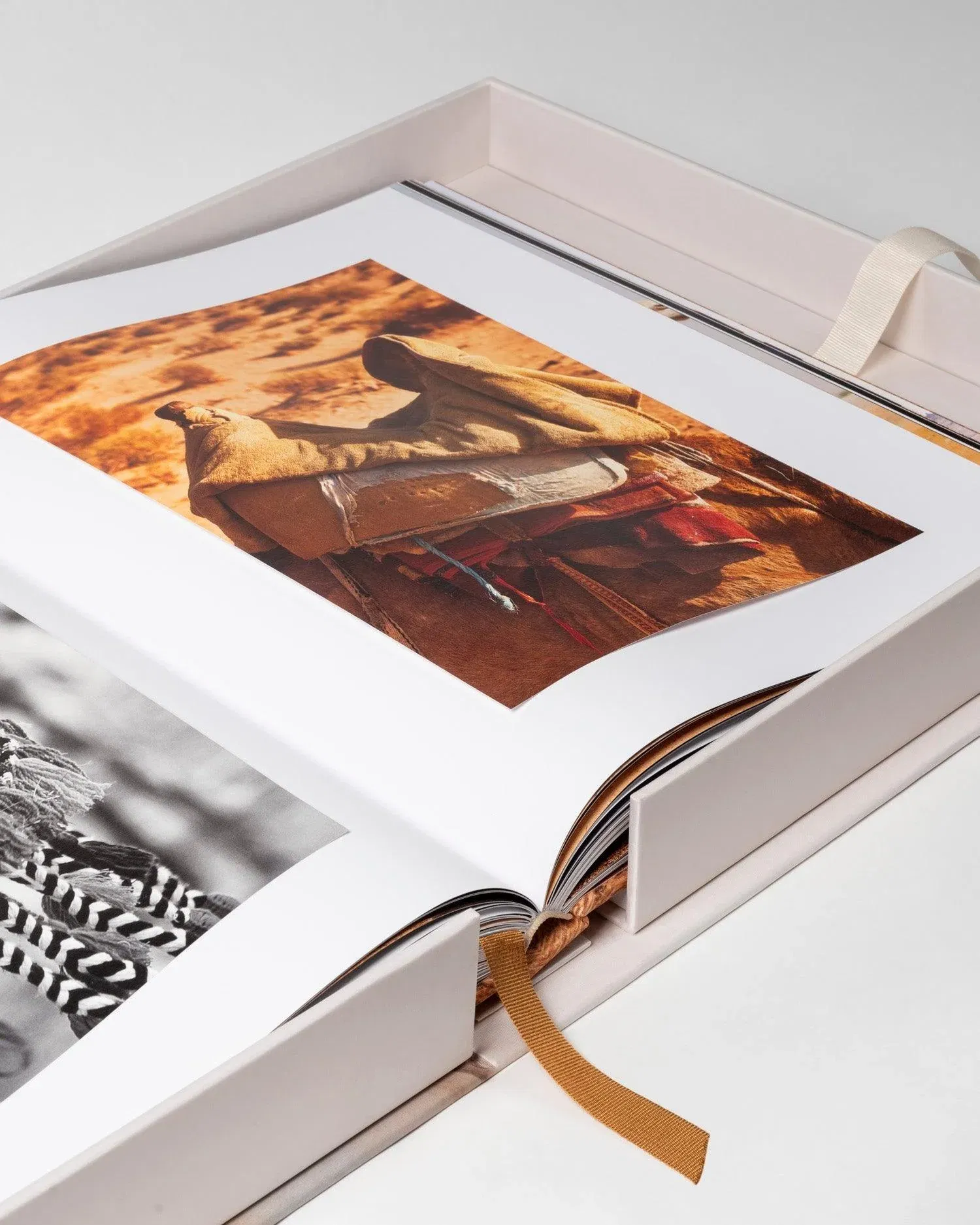 Camels From Saudi Arabia