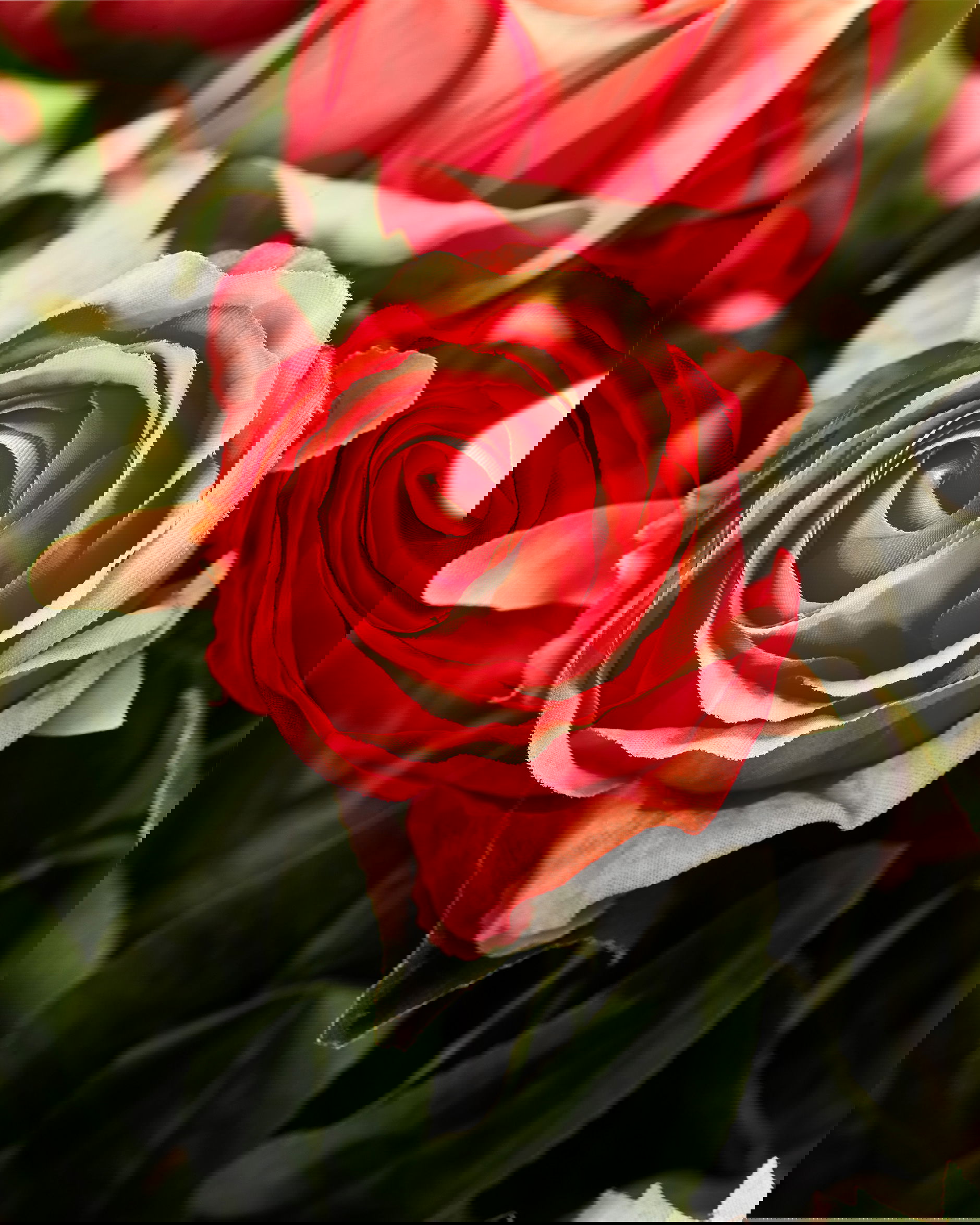 Ros snittblomma korall