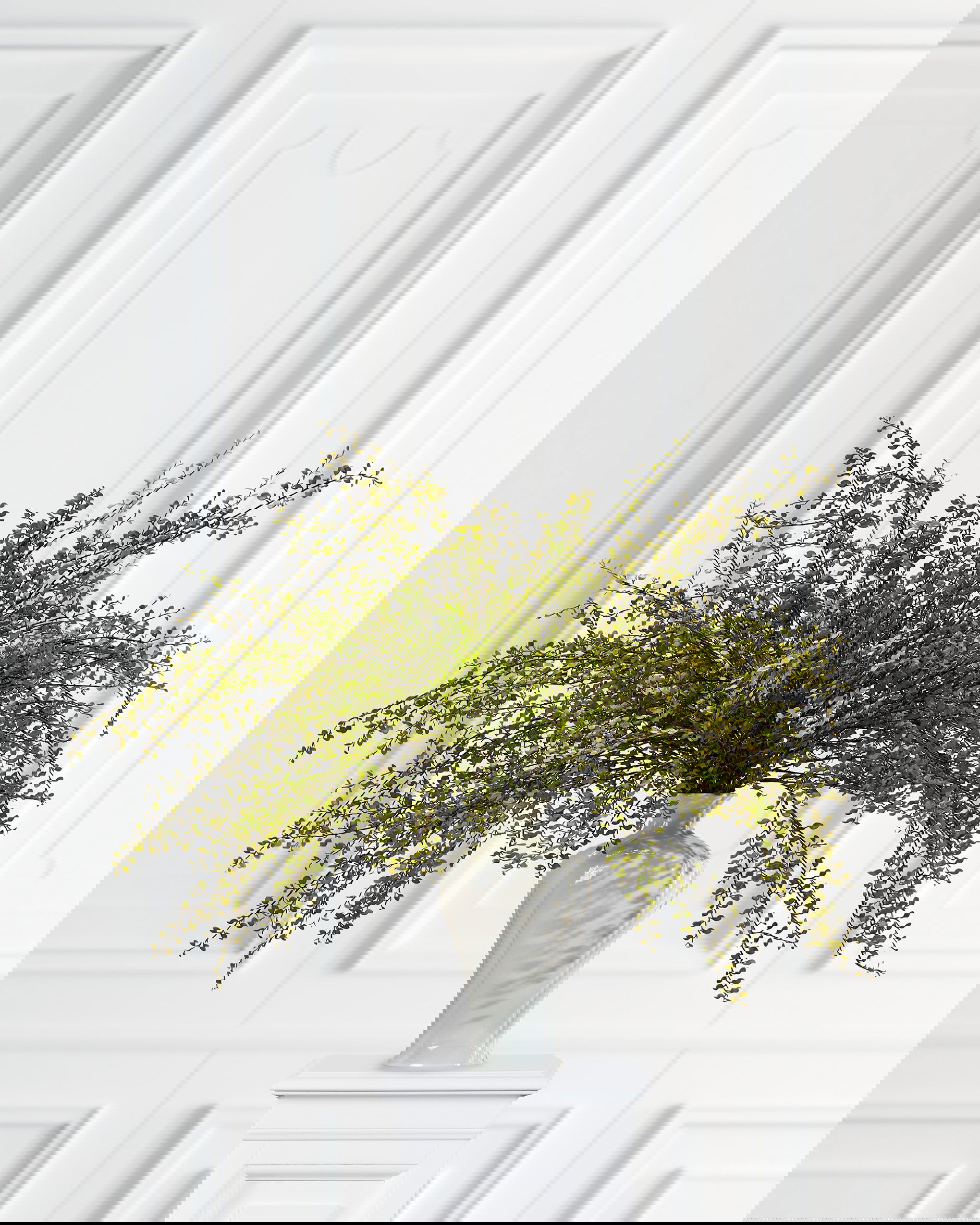 Muehlenbeckia cut flower green