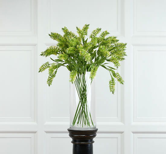 Green - Astilbe Cut Flower Green