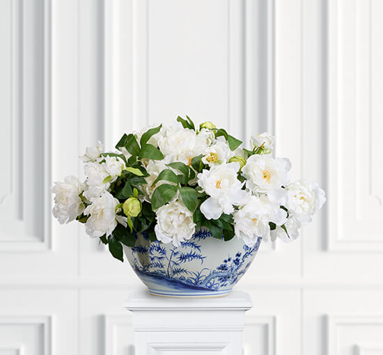 White - Peony Potted Plant Pink