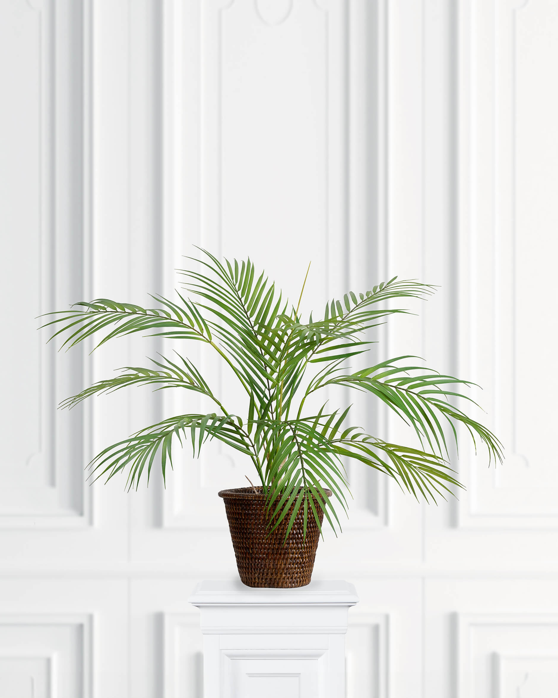 Bergspalm krukväxt grön