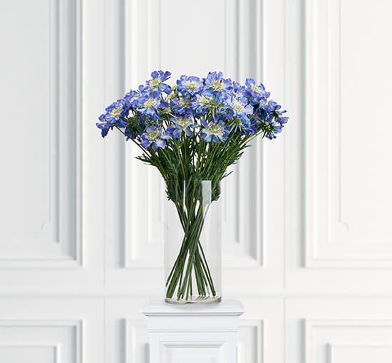 Blå - Scabiosa – afskåret blomst i rosa/grøn