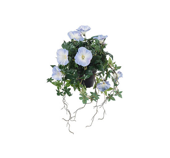 Läs mer om Blomma för dagen krukväxt blå