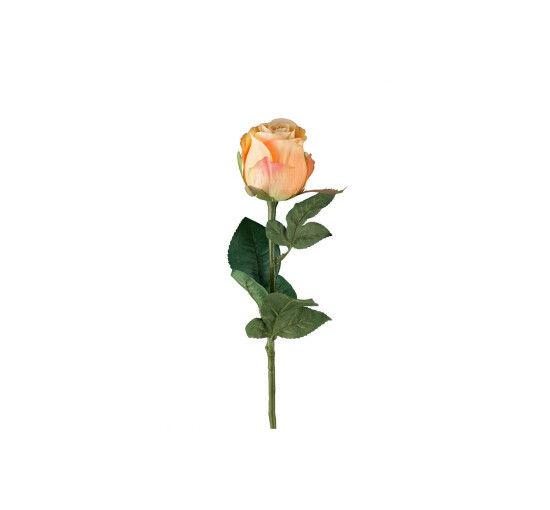 Abrikos - Rose – afskåret blomst i hvid