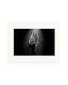 Van Halen Print Only / Medium