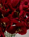 Amaryllis snitblomst rød