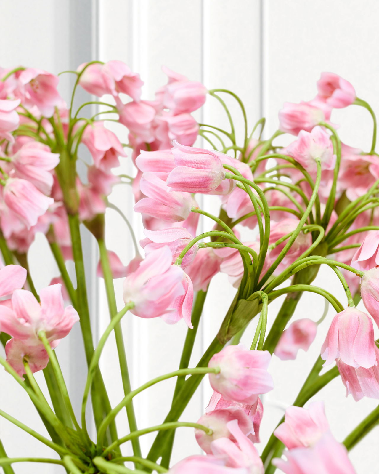 Allium Schnittblume rosa