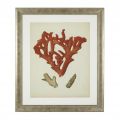 Antique Red Corals