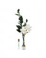 Magnolia d'Été gavesett